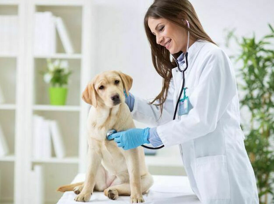 Finding the Perfect Fit: Your Guide to Dog Veterinary Care i - Office / Commercial